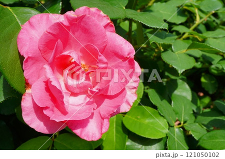 バラ園に咲いているコーラル色の綺麗な薔薇 バラ園に咲いているコーラル色の綺麗な薔薇 121050102