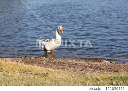 Wild Goose Near Lake Tyler Marina in Rural East Texas 121050353