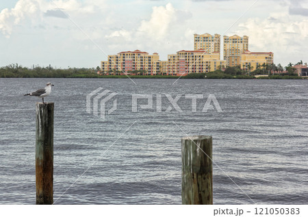 Seagull on Post With Buildings in Background Bradenton Florida Seagull on Post With Buildings in Background Bradenton Florida 121050383
