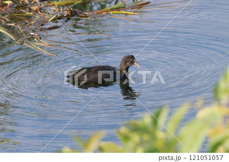オオバン オオバン 121051057