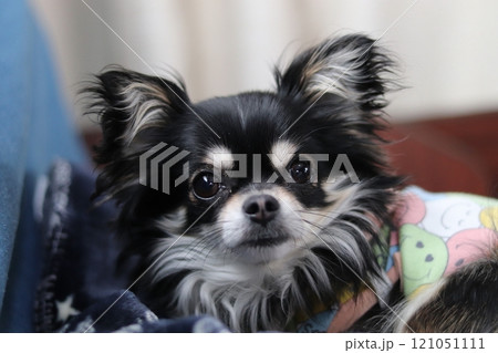 カメラ目線の赤ちゃんチワワ パピー犬 カメラ目線の赤ちゃんチワワ パピー犬 121051111