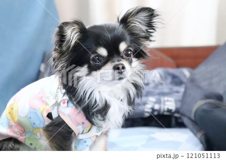 赤ちゃんチワワ パピー犬 赤ちゃんチワワ パピー犬 121051113