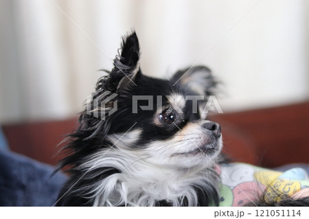 赤ちゃんチワワ　パピー犬 121051114