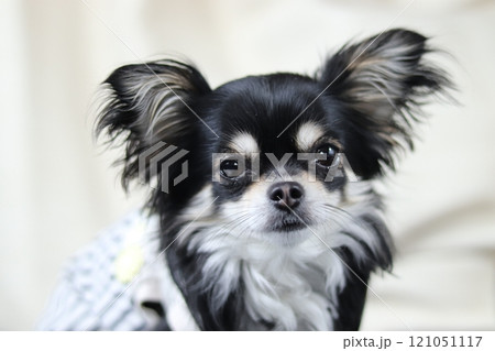 仔犬のチワワ パピー 仔犬のチワワ パピー 121051117