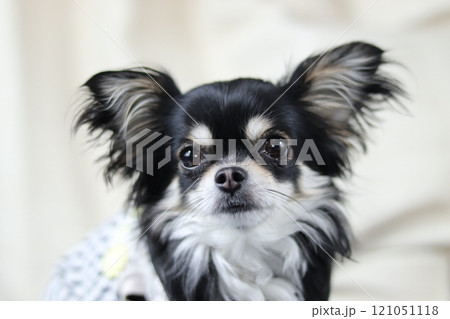 仔犬のチワワ パピー 仔犬のチワワ パピー 121051118