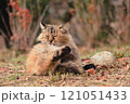 猫の毛繕い 121051433