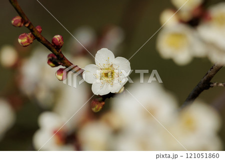 白い梅の花 白い梅の花 121051860