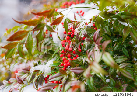 綿帽子をかぶった南天の赤い実 121051949