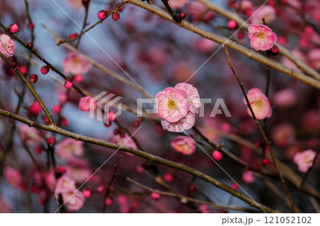 春の訪れを告げる梅の花 春の訪れを告げる梅の花 121052102