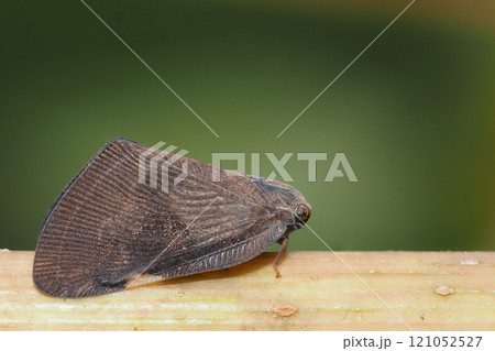 チュウゴクアミガサハゴロモ(外来種) チュウゴクアミガサハゴロモ(外来種) 121052527