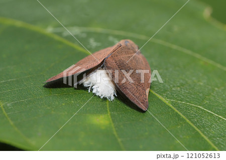 チュウゴクアミガサハゴロモ（外来種） 121052613