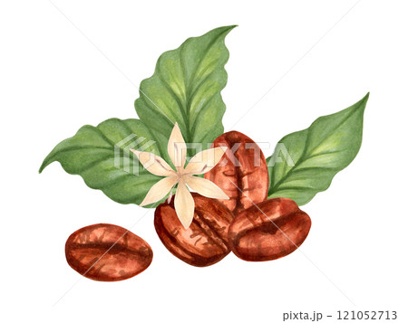 Coffee bean composition with leaves and flower. Robusta and Arabica varieties clipart. Watercolor and marker illustration. Hand drawn isolated art. Coffee day. Production, harvest, caffeinated drink. 121052713
