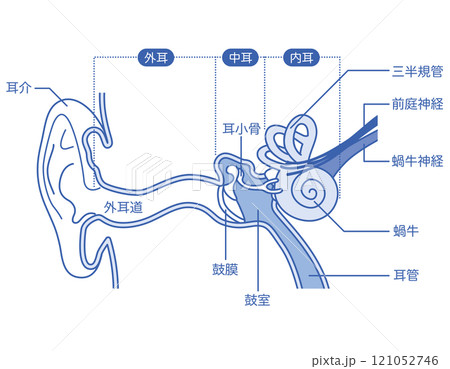 耳の構造 外耳 中耳 内耳 耳の構造 外耳 中耳 内耳 121052746