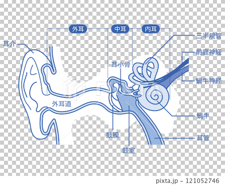 耳の構造 外耳 中耳 内耳 耳の構造 外耳 中耳 内耳 121052746