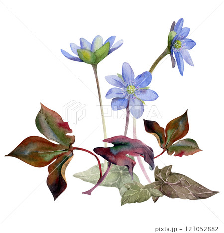 Spring forest ephemera flowers, blue hepatica liverwort forget-me-not flax anemone primrose, brown ivy leaves, hand drawn in watercolor. Composition illustration for wedding, florist shop, stationery 121052882