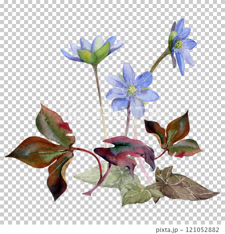 Spring forest ephemera flowers, blue hepatica liverwort forget-me-not flax anemone primrose, brown ivy leaves, hand drawn in watercolor. Composition illustration for wedding, florist shop, stationery 121052882
