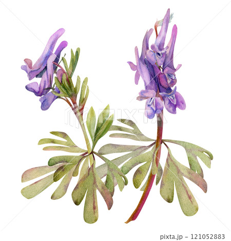 Spring forest flower, purple Corydalis pea vetch orchid Matthiola with leaves, isolated botanical illustration hand drawn in watercolor. Composition for wedding bouquet, florist shop, stationery. Spring forest flower, purple Corydalis pea vetch orchid Matthiola with leaves, isolated botanical illustration hand drawn in watercolor. Composition for wedding bouquet, florist shop, stationery. 121052883