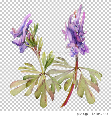 Spring forest flower, purple Corydalis pea vetch orchid Matthiola with leaves, isolated botanical illustration hand drawn in watercolor. Composition for wedding bouquet, florist shop, stationery. 121052883