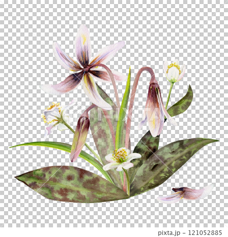 Spring flower, white forest anemone primrose, erythronium fawn trout lily, spotted green leaves, isolated botanical illustration hand drawn in watercolor. Florist shop, wedding stationery composition. 121052885