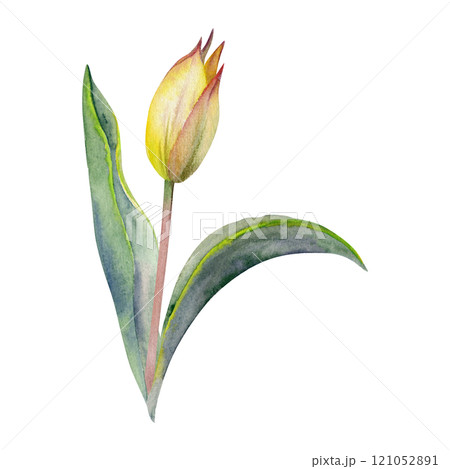 Spring bulb flower, red and yellow tulip bud with stem and green leaves, isolated botanical illustration hand drawn in watercolor. Single element object for wedding bouquet, florist shop, stationery. 121052891