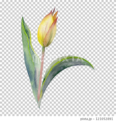 Spring bulb flower, red and yellow tulip bud with stem and green leaves, isolated botanical illustration hand drawn in watercolor. Single element object for wedding bouquet, florist shop, stationery. 121052891