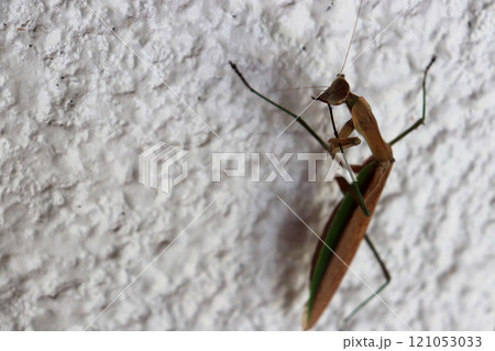 壁に張り付くカマキリ 壁に張り付くカマキリ 121053033