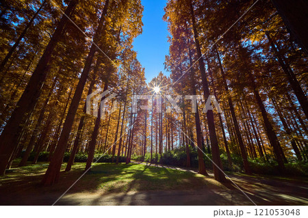東京都の水元公園のメタセコイヤの森 東京都の水元公園のメタセコイヤの森 121053048
