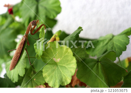 ゼラニウムと茶色のカマキリ 121053075