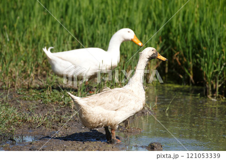 Cute white duck looking for food on wet mud soil land in the rice file at farm countryside. Healthy domesticated duck bird in farm village at breeding season. 121053339