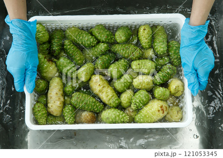 Organic noni fruit or Morinda citrifolia fruit in the basket are cleaning in the water before move to the production line processing for supplement product. 121053345