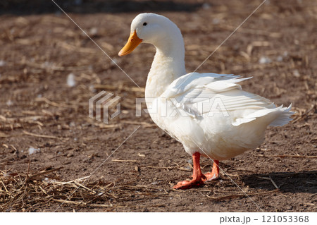Cute white duck standing on dirt ground in the farm countryside with beautiful sunlight in summer day. Healthy domesticated duck bird in farm village at breeding season. 121053368