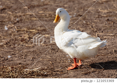 Cute white duck standing on dirt ground in the farm countryside with beautiful sunlight in summer day. Healthy domesticated duck bird in farm village at breeding season. Cute white duck standing on dirt ground in the farm countryside with beautiful sunlight in summer day. Healthy domesticated duck bird in farm village at breeding season. 121053369