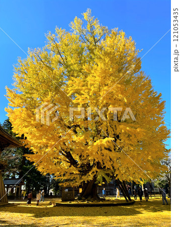 茨城県行方市:西蓮寺の関東最古の大銀杏 茨城県行方市:西蓮寺の関東最古の大銀杏 121053435