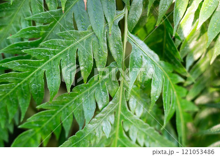 シダ 羊歯 しだ 121053486