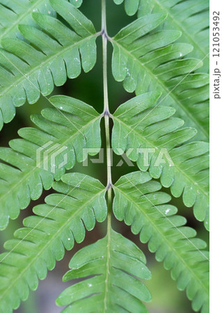 シダ 羊歯 しだ 121053492