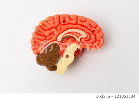 Human brain Anatomical Model, medical concept image 121053534