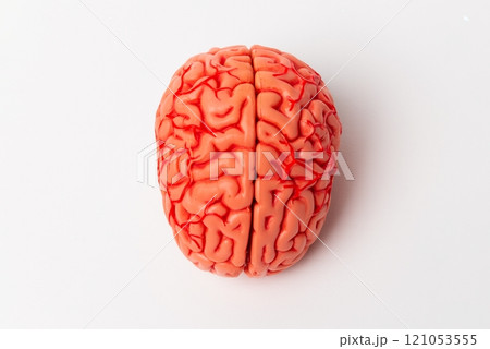Human brain Anatomical Model, medical concept image 121053555