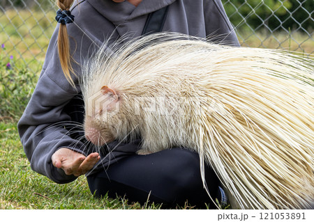 Woman hand feeding albino porcupine in rehabilitation zoo 121053891