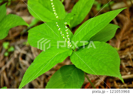 御坂山地の金掘山 フタリシズカ 御坂山地の金掘山 フタリシズカ 121053968
