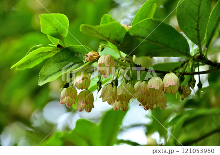御坂山地の金堀山　サラサドウダンの花 121053980
