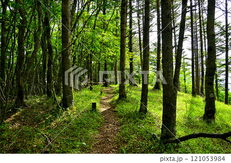 御坂山地 金堀山の山頂 御坂山地 金堀山の山頂 121053984