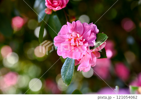 八重咲きのサザンカ 121054062
