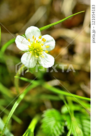 御坂山地の中藤山　シロバナノヘビイチゴ 121054183