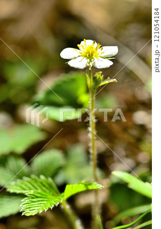 御坂山地の中藤山　シロバナノヘビイチゴ 121054184
