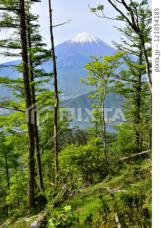 御坂山地の中藤山の森より春の富士山を望む 121054185
