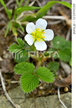 御坂山地の中藤山 シロバナノヘビイチゴ 御坂山地の中藤山 シロバナノヘビイチゴ 121054188