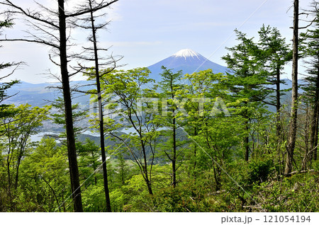 春の御坂山地 新緑の中藤山より望む富士山 春の御坂山地 新緑の中藤山より望む富士山 121054194