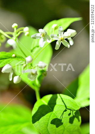 御坂山地の釈迦ヶ岳　クサタチバナ 121054222