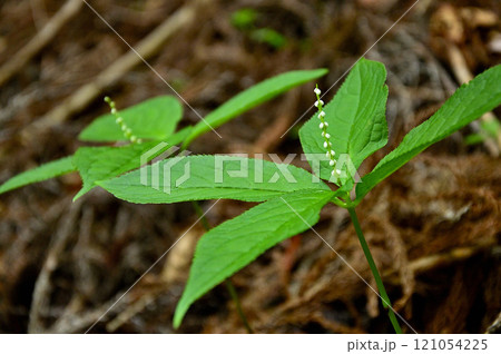 御坂山地の金掘山 フタリシズカ 御坂山地の金掘山 フタリシズカ 121054225