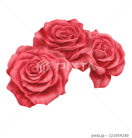 Red roses in a semicircular arrangement in realistic style in watercolor technique as a symbol of love,passion,desire.Hand-drawn watercolor illustration for Valentine's Day,Woman's day 121054280